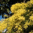 희망의 꽃 이미지