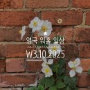 영국워홀 10월 3째주 일상 속 작은 행복, 마당에 핀 꽃, 운동 따뜻한 차와 맛있는 음식, 포트넘앤메이슨...