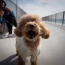 포들포들 이미지