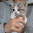 베베멍 강아지고양이분양 시흥본점 이미지