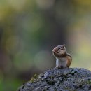 아기다람쥐 이미지