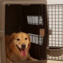 화이트 켄넬 이미지