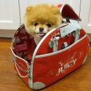 귀여운 강아지 이미지