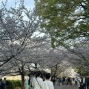 수양-0002 | 오사카, 교토 벚꽃놀이 후기, 벚꽃 개화현황(오사카성, 아라시야마)