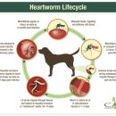 어울림동물메디컬센터 이미지