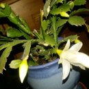 하양하나약국 이미지