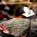 2022/3/15 안양 수리산 변산 바람꽃 -노루귀 3 이미지