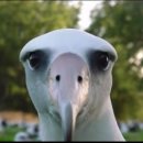 알바트로스 이미지