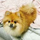 몽띠끄펫 이미지