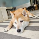 천안중 | 애견호텔도 가능한 천안중대형견 애견카페 통이네다방 방문기