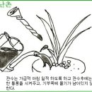 한국춘란 사(04)월달 배양과 관리(한계난907) 이미지