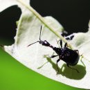 노랑배거위벌레 이미지
