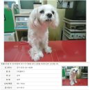 멍이사랑 이미지