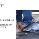 022 돛메기 Catfish, Gafftopsail 이미지