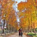 경주산림환경연구원 | 경북 경주 천년숲정원 천년의숲 산림환경연구원 단풍 경주 여행