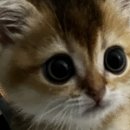 24시 모란동물 메디컬센터 이미지