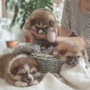 부산강아지분양 앨리펫 | 부산의 소중한 반려견을 위한 선택, 부산강아지분양 브라비펫 펫스테이션점 후기