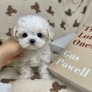 오아이펫 이미지