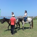 주식회사 힐메이트 | [승마] 말;해보아요 | 승마를 시작한 계기