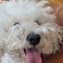 댕실 댕실 이미지