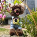 엣지있개 이미지