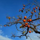 장계관광지 이미지