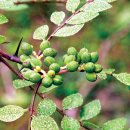 거린사슴전망대 이미지