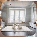 자연앤동물병원 미용실 | 부평 미니비숑분양 가성비 좋은 선택을 위한 현실 후기