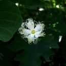 하늘타리 이미지