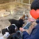 헤이독 | [대전 놀거리] 은행동 데이트코스 강아지가 귀여운 애견카페 &lt;헤이독&gt; 내돈내산 후기 /영업시간, 가격 등