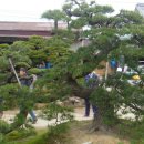 일본 소나무 정원수 감상하기 ------- 제 3 편 이미지