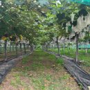 박종관농장 이미지