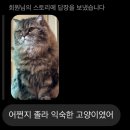 염세적 낭만