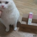 마더스캣 | 펫투스케어 비타민 덴탈 치약 (애견치약 강아지치약 고양이치약 야옹이치약) :D 후기