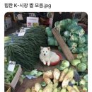 송정시장 | 광주 송정5일장 : 내돈내산 전통시장 후기 주차정보 운영시간