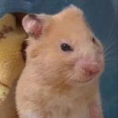 버르장머리 이미지