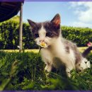 서울동물의료센터 이미지