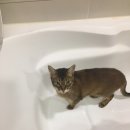 (주)반려애수 | 강아지고양이전용 사료워터 / 피부병에 좋은 반려애수