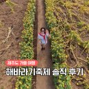 해바라기 | 제주도 가을여행 서귀포 영천동 해바라기 축제 후기