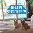 무지개헤어 - 남동구 | 멍비치 근처 양양 애견동반숙소, 남애항 오션뷰 바다빛무지개펜션 301호 후기