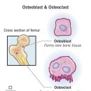 화창사 | [원당 필라테스 여성전용 화창한 필라테스] 타고난 뼈...Ft.횐님 추천 카페 '안녕,정원' 두쫀쿠 후기)