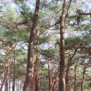 소나무방앗간