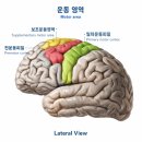 운동하기 좋은날 PT studio | [아산재활PT] 양측성 움직임 향상 : 뇌를 깨워 코어를 안정시키는 비법