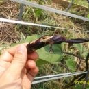 자유농장 이미지