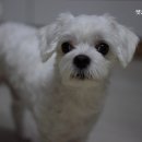 펫24