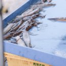 번개시장 | 삼척 여행 - 삼척 번개시장, 삼척 새벽 번개시장 시간 오징어회 후기