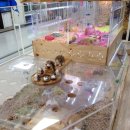 러브펫애견용품 이미지