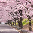 보문세차장 | 벚꽃 명소 드라이브코스 추천 🌸