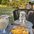 송도멍멍이발소 이미지