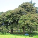 관매도 후박나무 이미지